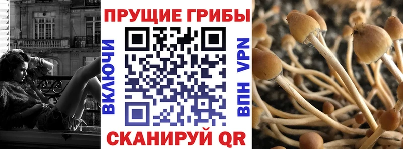 где продают   Красногорск  Псилоцибиновые грибы ЛСД 